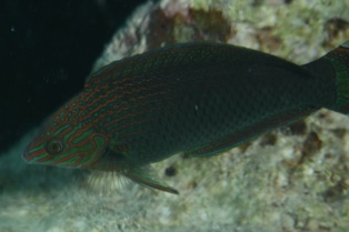 Halichoeres Marginatus